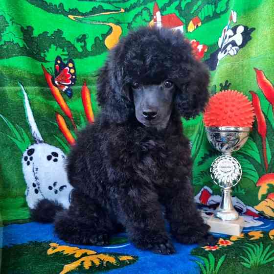 Пудель миниатюрный черный мальчик Москва