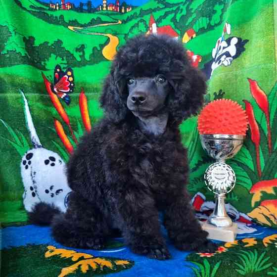 Пудель миниатюрный черный мальчик Москва