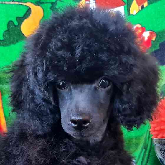 Пудель миниатюрный черный мальчик Москва