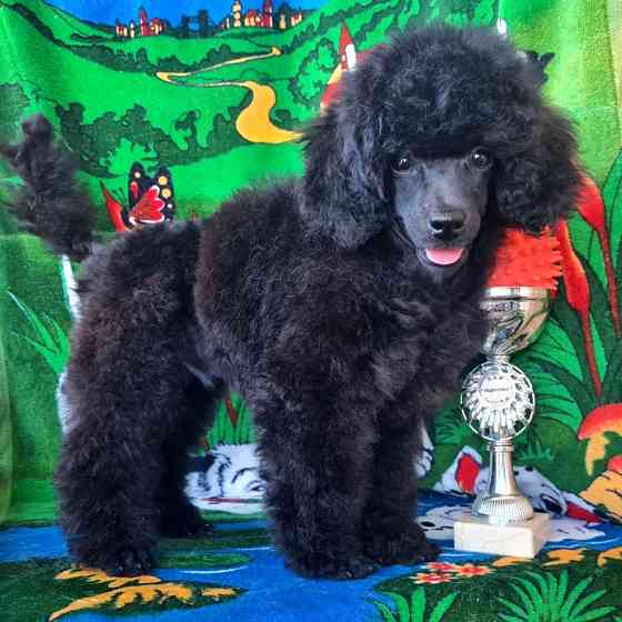 Пудель миниатюрный черный мальчик Москва