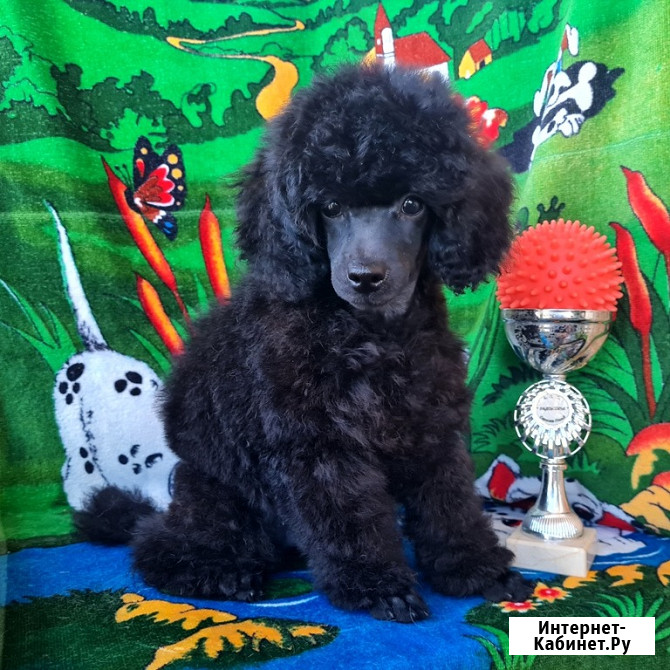Пудель миниатюрный черный мальчик Москва - изображение 2