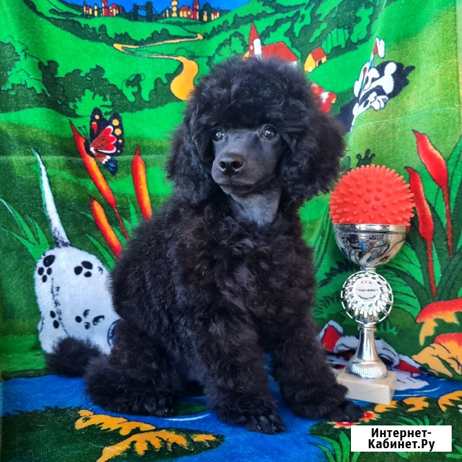 Пудель миниатюрный черный мальчик Москва - изображение 3