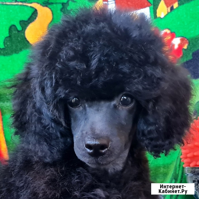 Пудель миниатюрный черный мальчик Москва - изображение 1