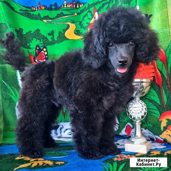 Пудель миниатюрный черный мальчик Москва - изображение 4