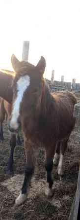 Лошадь и жеребята Ишим