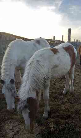 Лошадь и жеребята Ишим