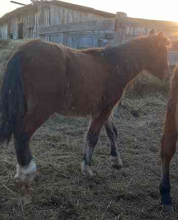 Лошадь и жеребята Ишим