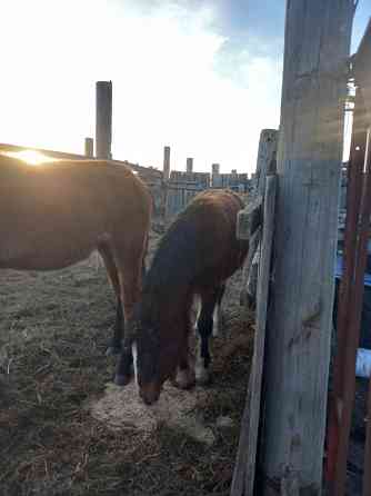 Лошадь и жеребята Ишим