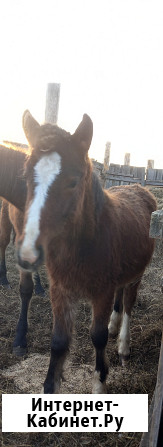 Лошадь и жеребята Ишим - изображение 3