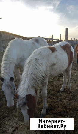 Лошадь и жеребята Ишим - изображение 1