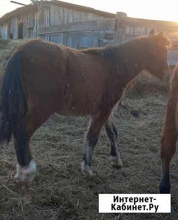 Лошадь и жеребята Ишим - изображение 4