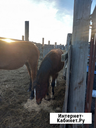 Лошадь и жеребята Ишим - изображение 2